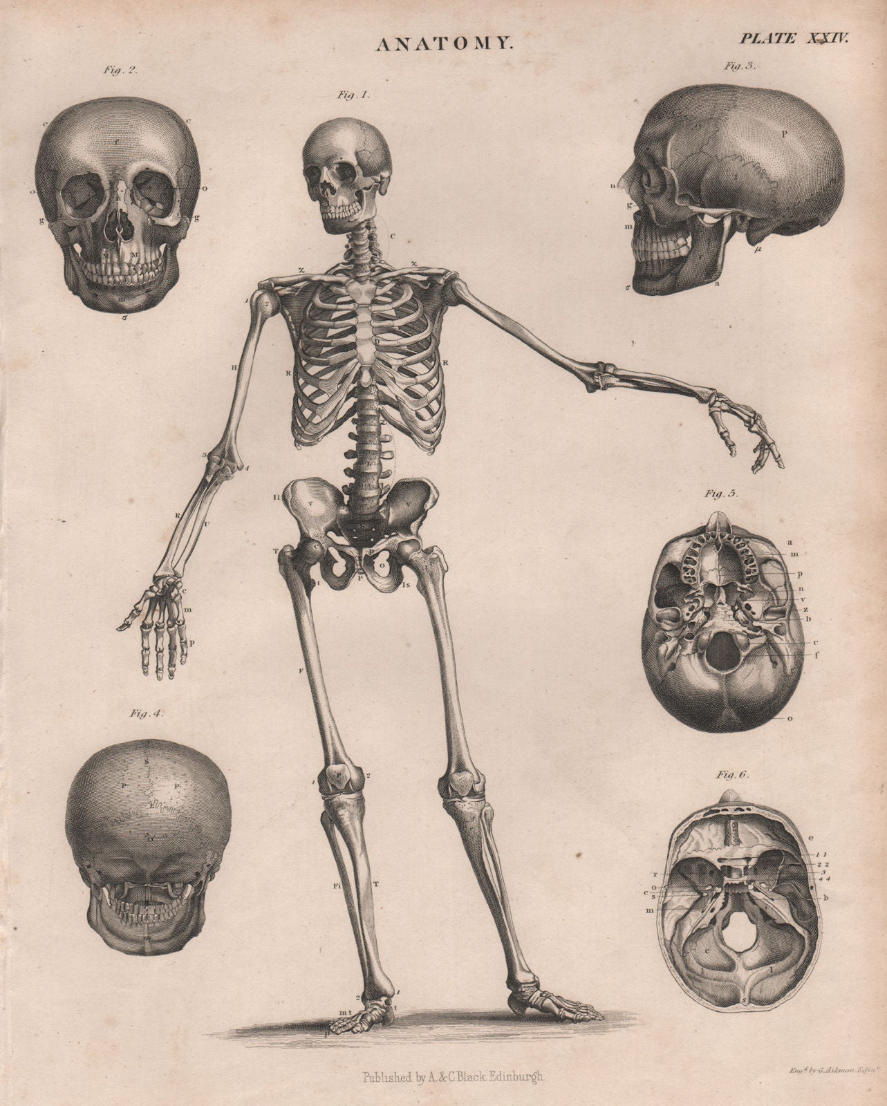 Anatomy. Human skeleton front. skull. BRITANNICA 1860 old antique print